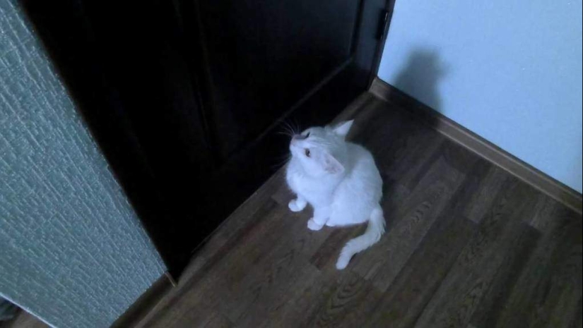 Top 20 de las cosas extrañas que hacen los dueños de gatos Top 20 de las cosas extrañas que hacen los dueños de gatos