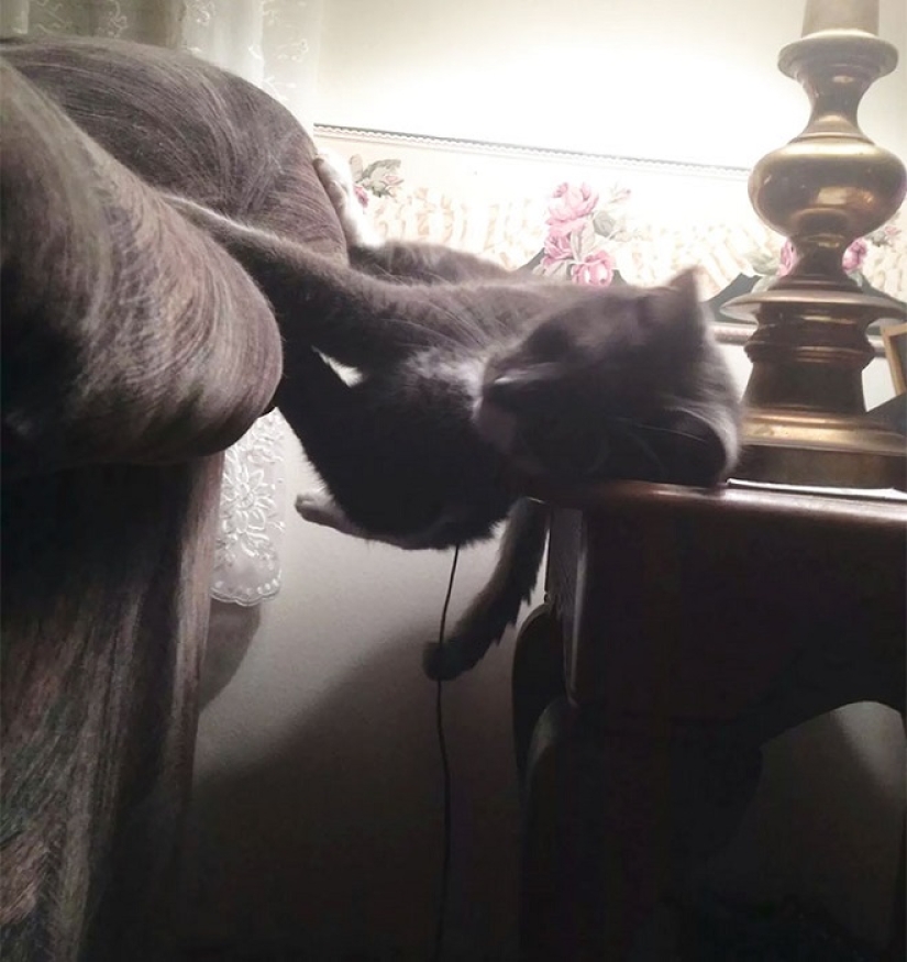 Top 20 de las cosas extrañas que hacen los dueños de gatos Top 20 de las cosas extrañas que hacen los dueños de gatos