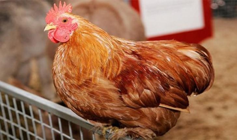 Top 25 taboo in the consumption of food from all over the world that are worth remembering Top 25 taboo in the consumption of food from all over the world that are worth remembering