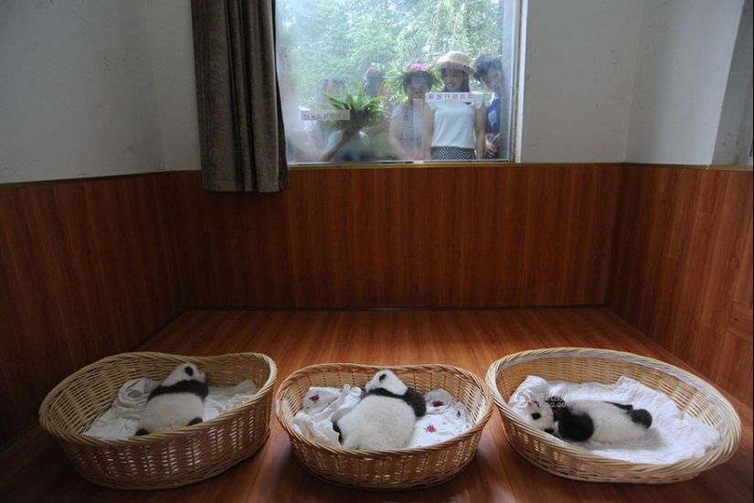 Touching sight: cute little panda bears in baskets Touching sight: cute little panda bears in baskets