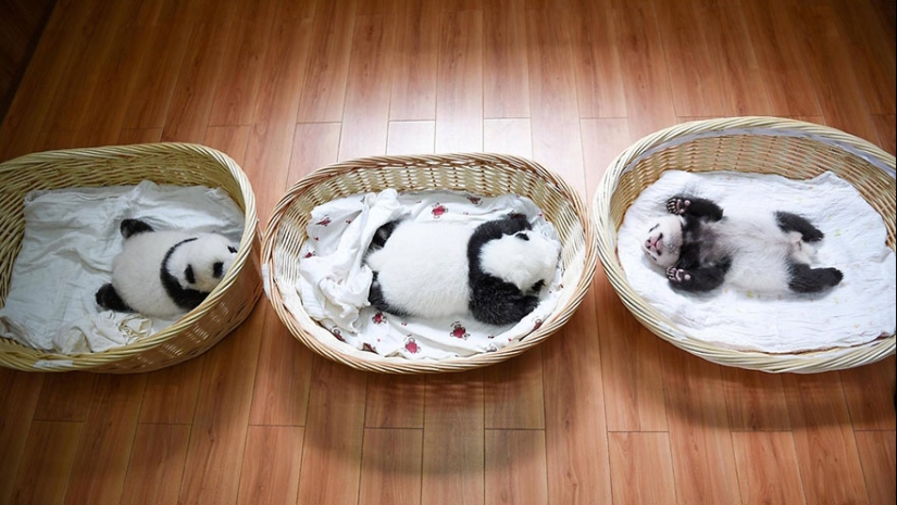 Touching sight: cute little panda bears in baskets Touching sight: cute little panda bears in baskets
