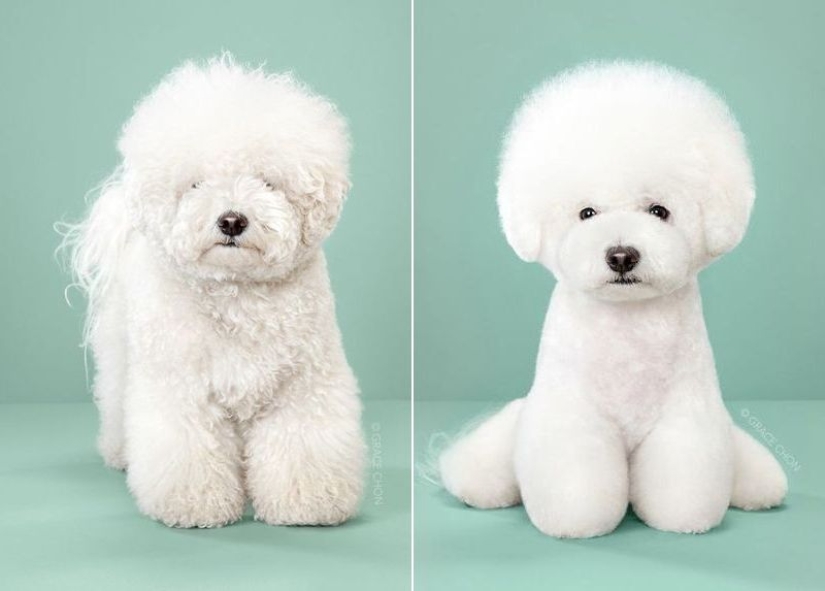 Transformación increíble: lindos perros antes y después de un corte de pelo japonés