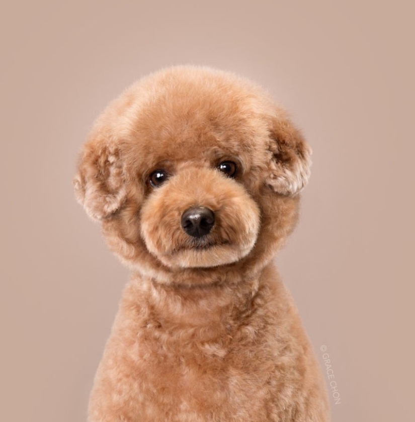 Transformación increíble: lindos perros antes y después de un corte de pelo japonés