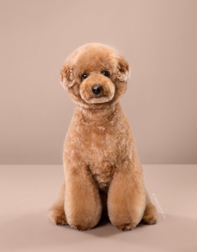 Transformación increíble: lindos perros antes y después de un corte de pelo japonés