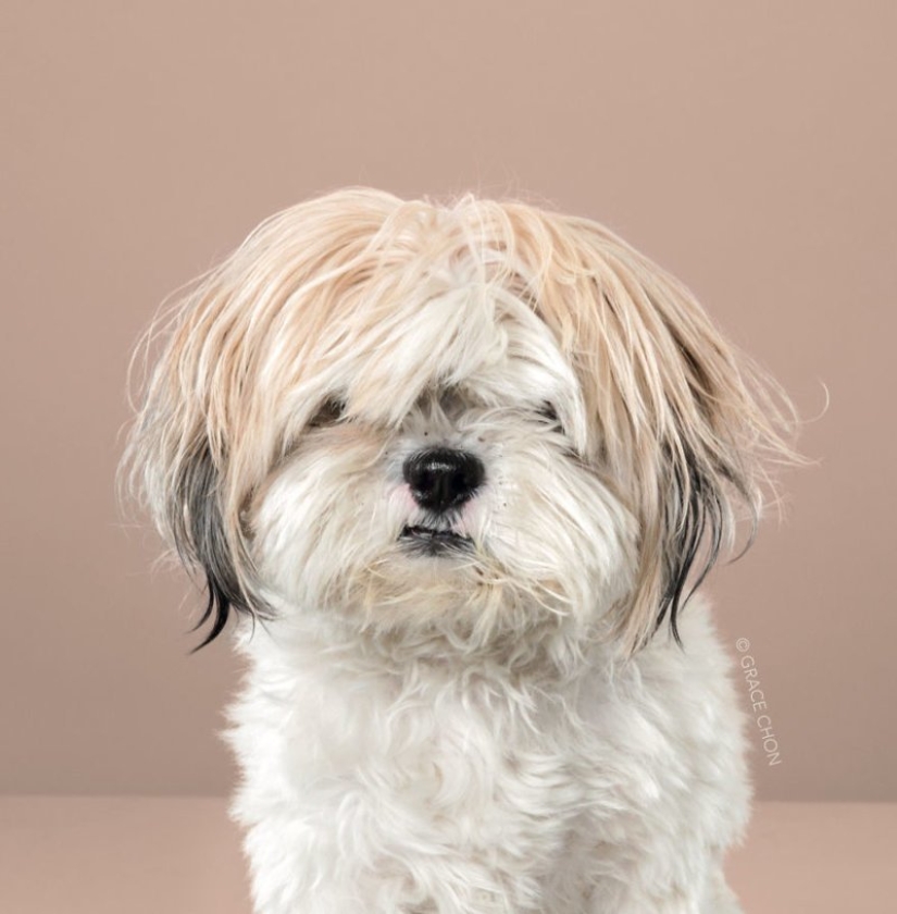 Transformación increíble: lindos perros antes y después de un corte de pelo japonés