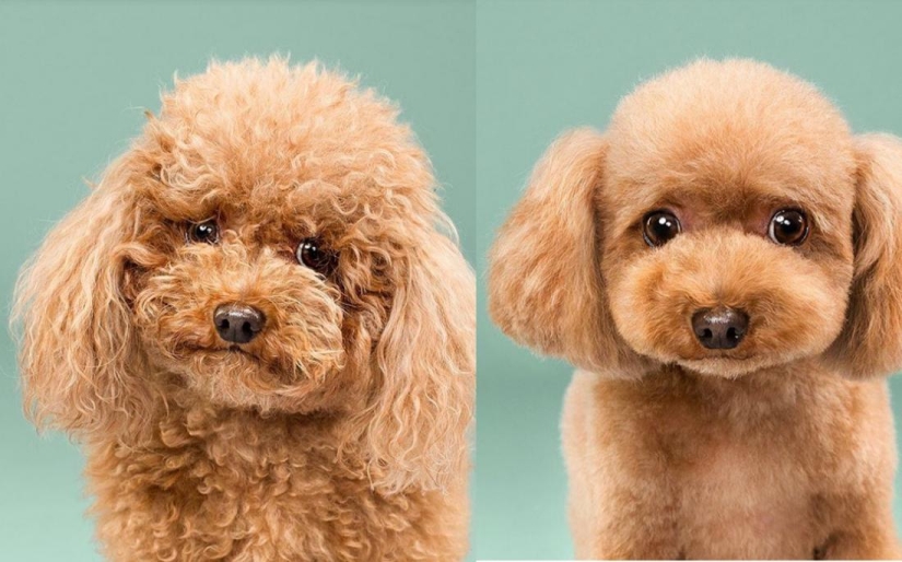 Transformación increíble: lindos perros antes y después de un corte de pelo japonés