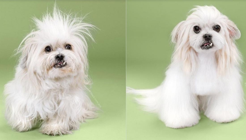 Transformación increíble: lindos perros antes y después de un corte de pelo japonés