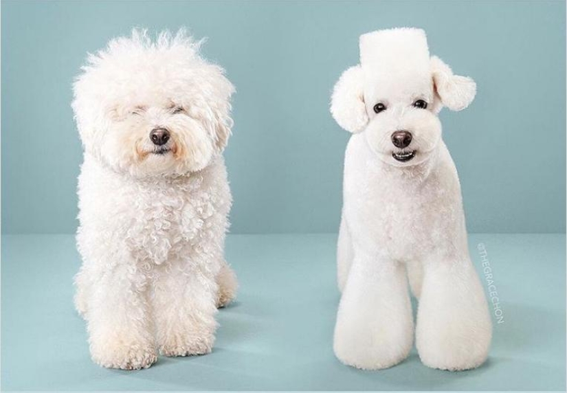 Transformación increíble: lindos perros antes y después de un corte de pelo japonés