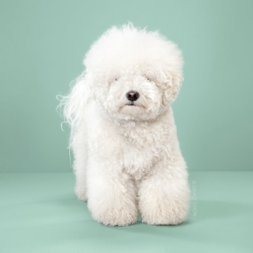 Transformación increíble: lindos perros antes y después de un corte de pelo japonés