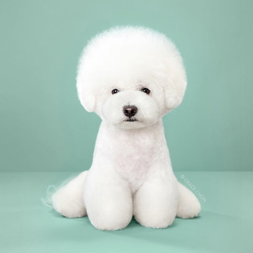 Transformación increíble: lindos perros antes y después de un corte de pelo japonés