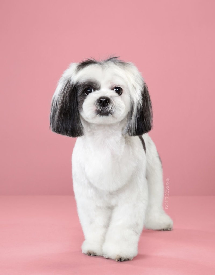 Transformación increíble: lindos perros antes y después de un corte de pelo japonés