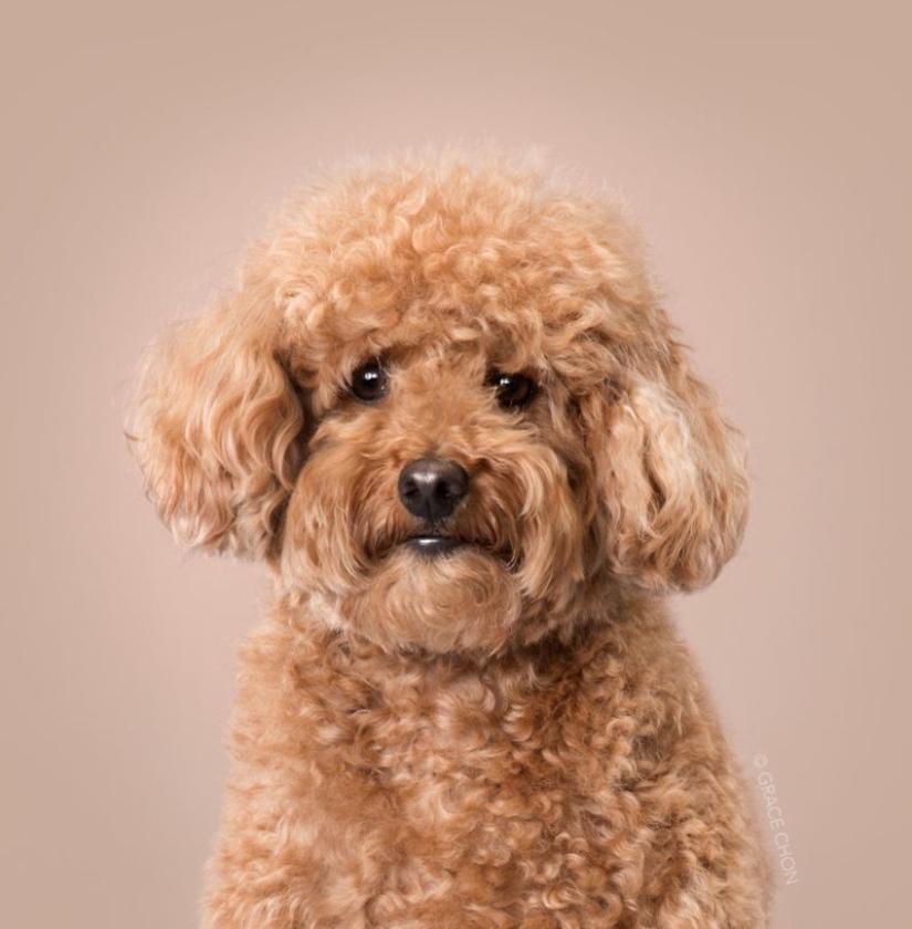 Transformación increíble: lindos perros antes y después de un corte de pelo japonés