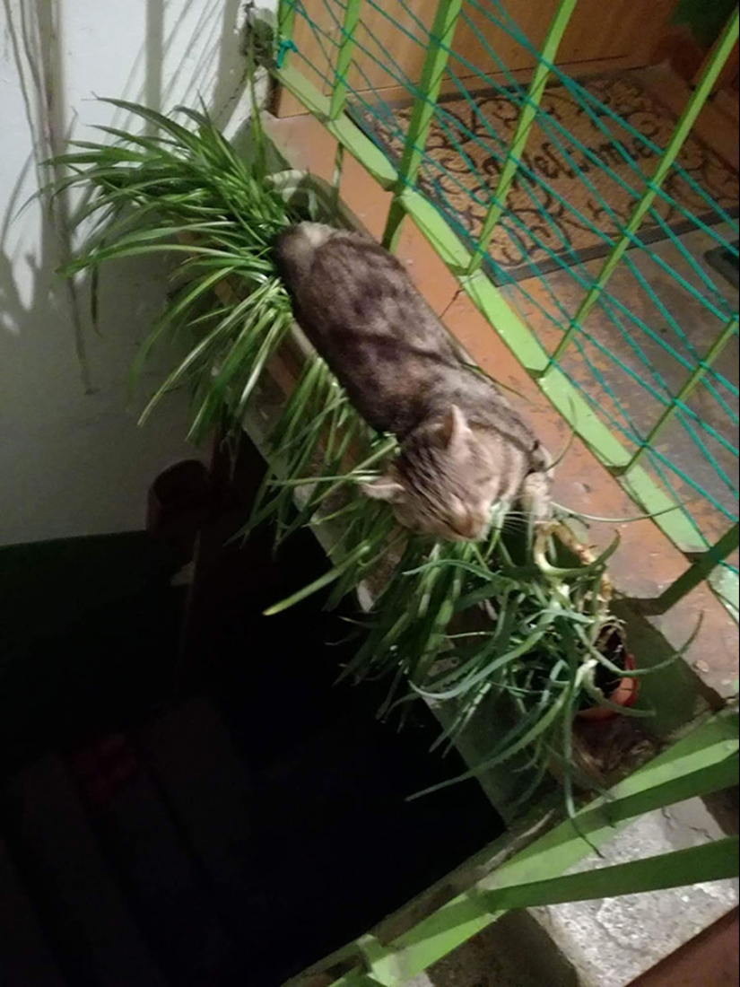 Trash from the yard designers: 22 antiprimerom decorations yards and porches Trash from the yard designers: 22 antiprimerom decorations yards and porches