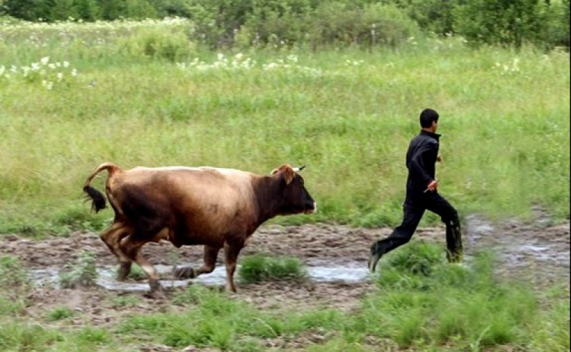 Trash in the fresh air: the Russian village is more alive than all the living Trash in the fresh air: the Russian village is more alive than all the living