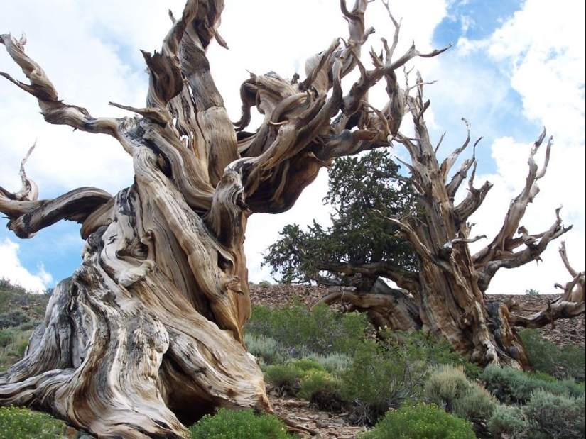 Trees that time itself is afraid of: the oldest of the Bristlecone pines is more than 4.7 thousand years old Trees that time itself is afraid of: the oldest of the Bristlecone pines is more than 4.7 thousand years old