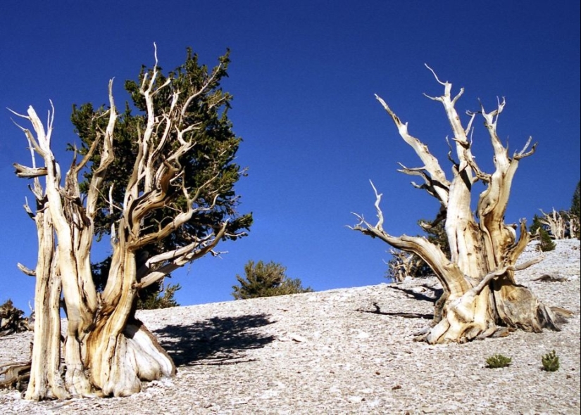Trees that time itself is afraid of: the oldest of the Bristlecone pines is more than 4.7 thousand years old Trees that time itself is afraid of: the oldest of the Bristlecone pines is more than 4.7 thousand years old