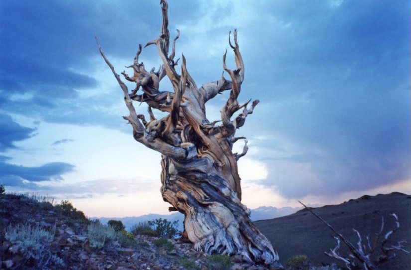 Trees that time itself is afraid of: the oldest of the Bristlecone pines is more than 4.7 thousand years old Trees that time itself is afraid of: the oldest of the Bristlecone pines is more than 4.7 thousand years old