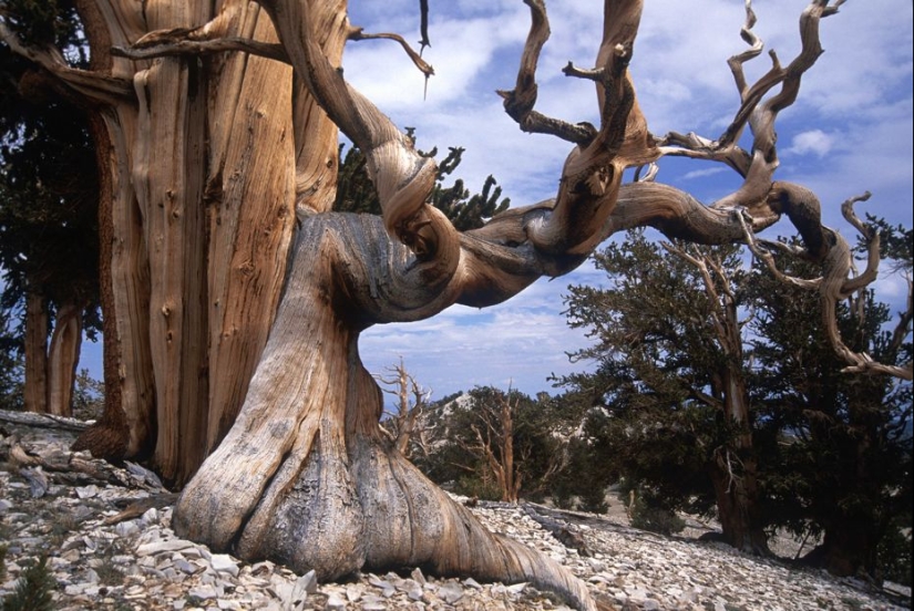 Trees that time itself is afraid of: the oldest of the Bristlecone pines is more than 4.7 thousand years old Trees that time itself is afraid of: the oldest of the Bristlecone pines is more than 4.7 thousand years old