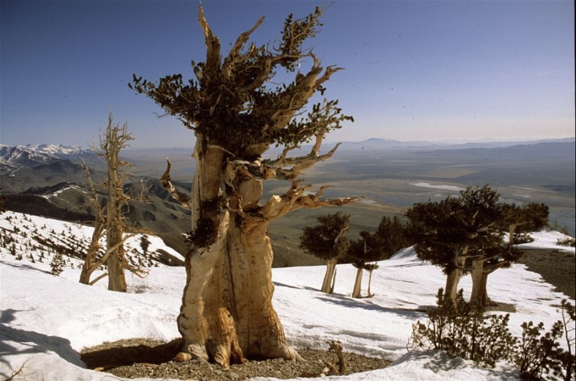 Trees that time itself is afraid of: the oldest of the Bristlecone pines is more than 4.7 thousand years old Trees that time itself is afraid of: the oldest of the Bristlecone pines is more than 4.7 thousand years old
