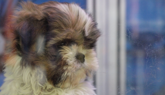 Triste cachorros Triste cachorros