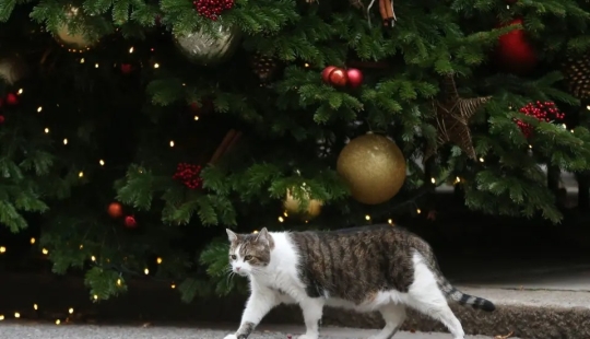 Tubo de escape - eres mi enemigo! 6 señales de que el gato te odia en silencio