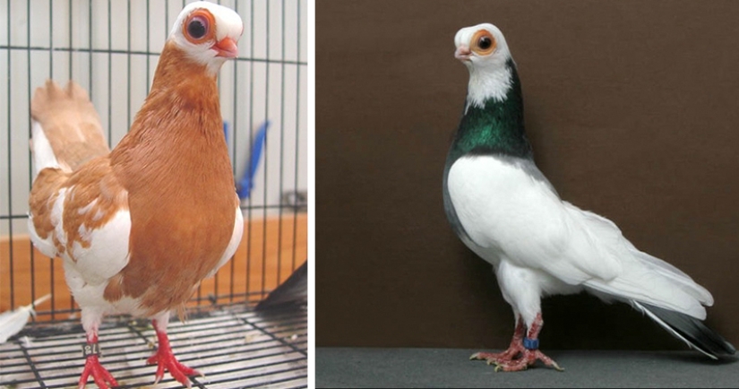 Turman de pico corto de Budapest-paloma espeluznante, pug del mundo de las aves Turman de pico corto de Budapest-paloma espeluznante, pug del mundo de las aves