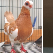 Turman de pico corto de Budapest-paloma espeluznante, pug del mundo de las aves