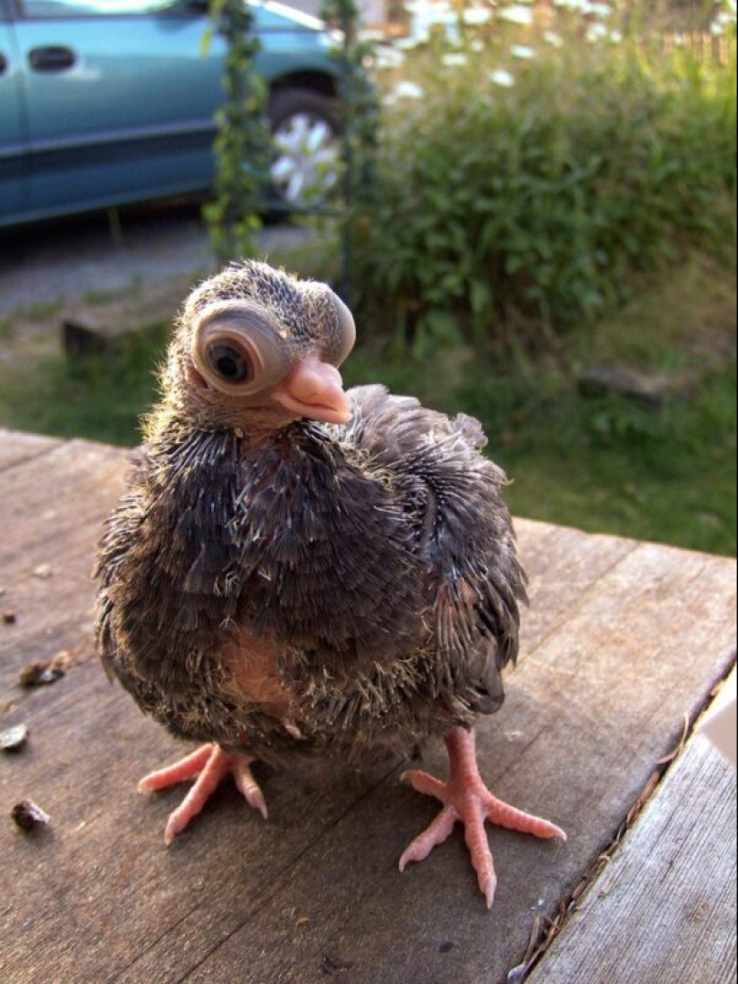 Turman de pico corto de Budapest-paloma espeluznante, pug del mundo de las aves Turman de pico corto de Budapest-paloma espeluznante, pug del mundo de las aves