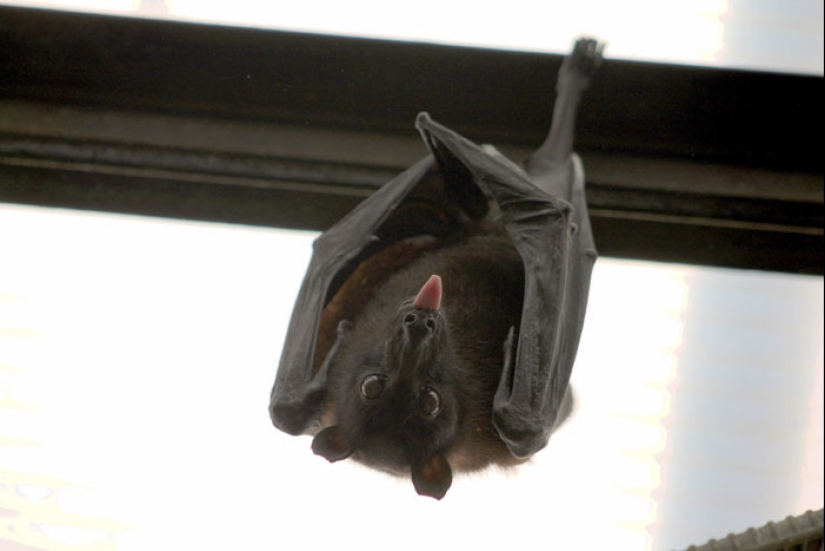 "Turtles are very loud mate. Very" and other revelations of the workers of the zoo about the animals "Turtles are very loud mate. Very" and other revelations of the workers of the zoo about the animals