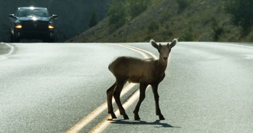 Two-legged scavengers: a new gastronomic trend has emerged in the world