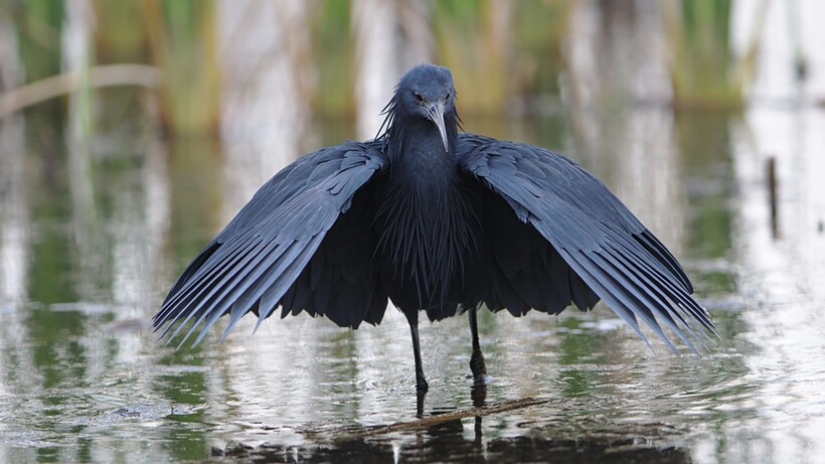 Umbrella Bird: How the Black Heron Turns Its Wings into a Fish Trap