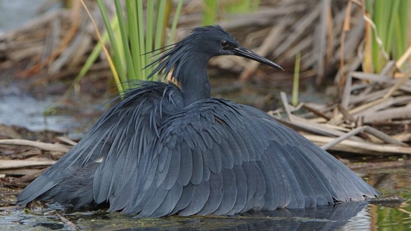 Umbrella Bird: How the Black Heron Turns Its Wings into a Fish Trap