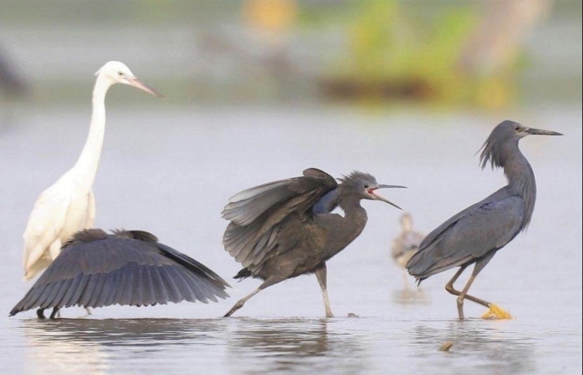 Umbrella Bird: How the Black Heron Turns Its Wings into a Fish Trap