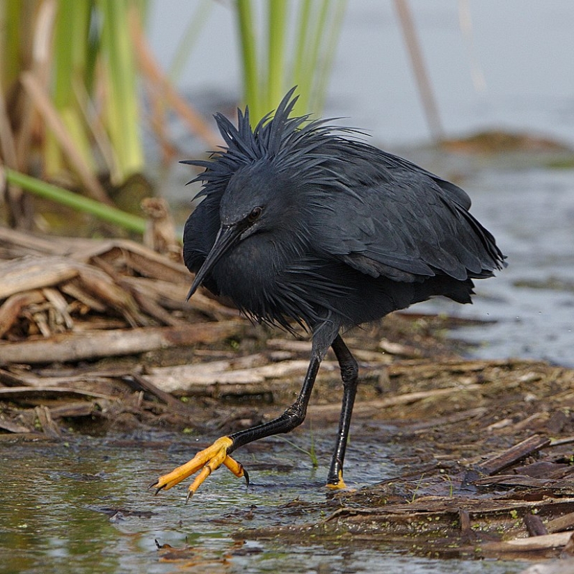 Umbrella Bird: How the Black Heron Turns Its Wings into a Fish Trap