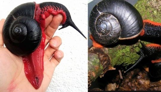 Un caracol de fuego podría hacerte millonario, pero no sucederá Un caracol de fuego podría hacerte millonario, pero no sucederá