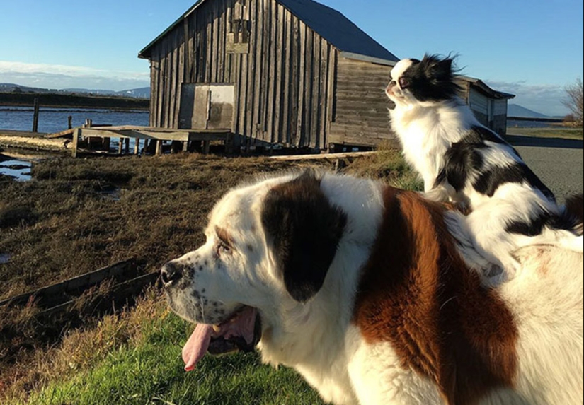 Un perro es un medio de transporte para un perro. Un perro es un medio de transporte para un perro.
