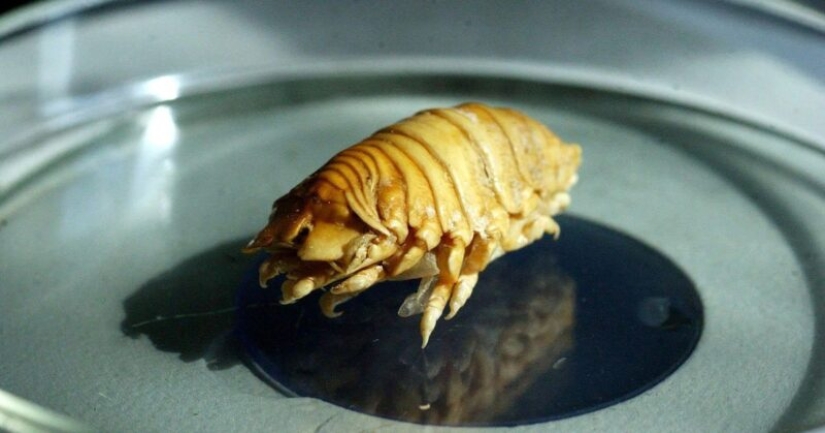 Un pescador de Sudáfrica se encontró con un parásito aterrador que se convirtió en parte de un pez vivo Un pescador de Sudáfrica se encontró con un parásito aterrador que se convirtió en parte de un pez vivo