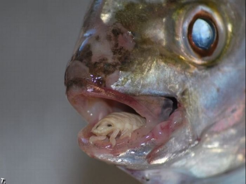 Un pescador de Sudáfrica se encontró con un parásito aterrador que se convirtió en parte de un pez vivo Un pescador de Sudáfrica se encontró con un parásito aterrador que se convirtió en parte de un pez vivo