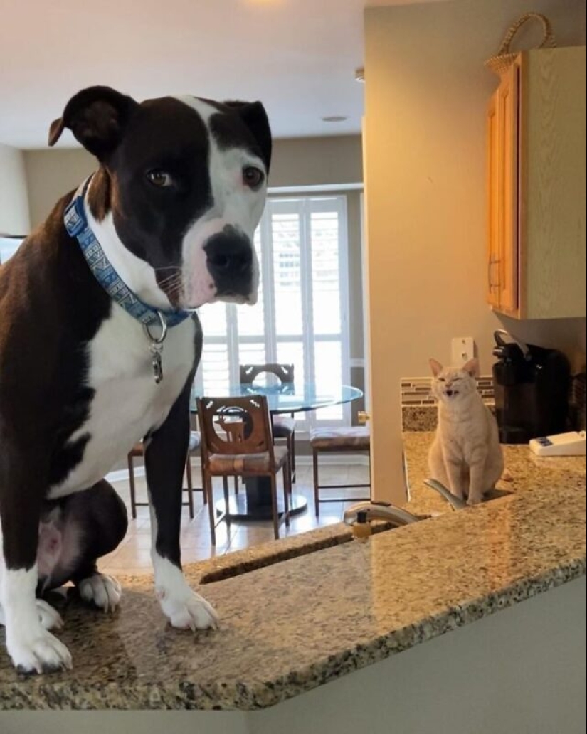 Un pit bull vive entre gatos, y se considera uno de ellos Un pit bull vive entre gatos, y se considera uno de ellos