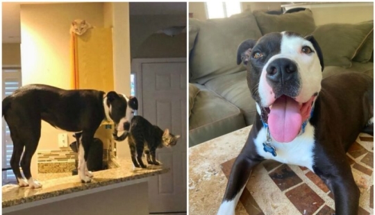 Un pit bull vive entre gatos, y se considera uno de ellos Un pit bull vive entre gatos, y se considera uno de ellos