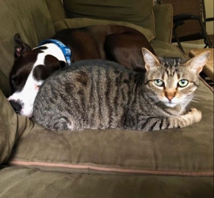 Un pit bull vive entre gatos, y se considera uno de ellos Un pit bull vive entre gatos, y se considera uno de ellos