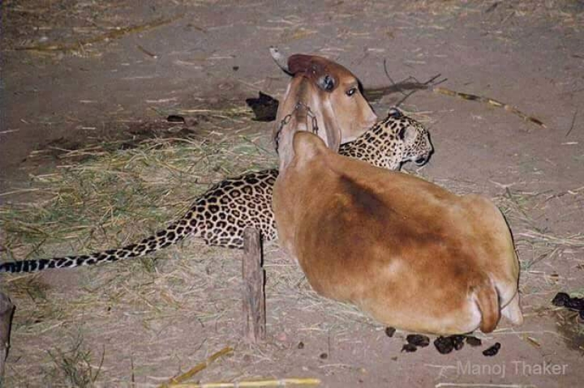 Una increíble historia de amistad entre una vaca y un leopardo, para la que no hay explicación
