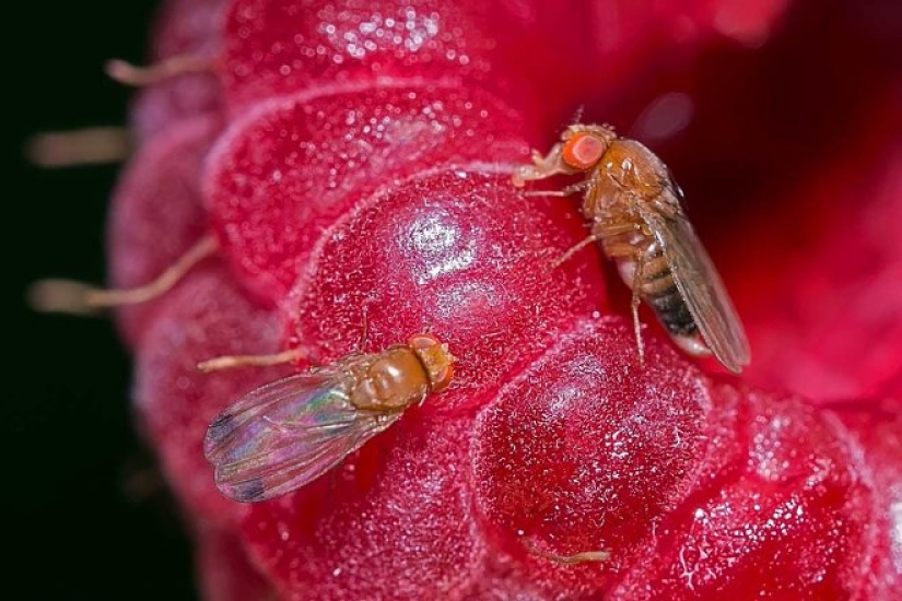 Una revelación que cambiará tu relación con la comida, o Cuando, en el apartamento de mosquitos vienen? Una revelación que cambiará tu relación con la comida, o Cuando, en el apartamento de mosquitos vienen?