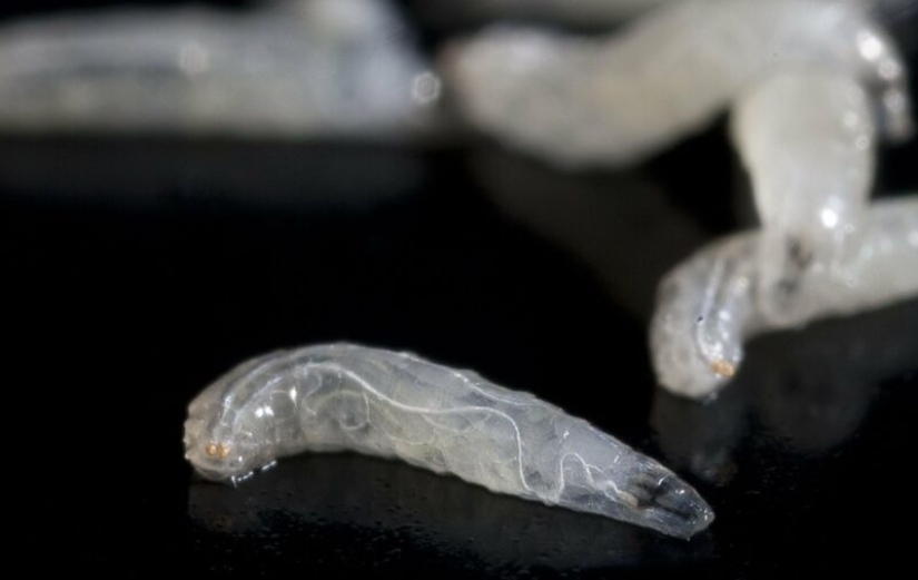 Una revelación que cambiará tu relación con la comida, o Cuando, en el apartamento de mosquitos vienen? Una revelación que cambiará tu relación con la comida, o Cuando, en el apartamento de mosquitos vienen?