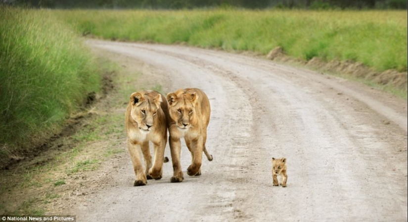 Under the close supervision of a lioness mom