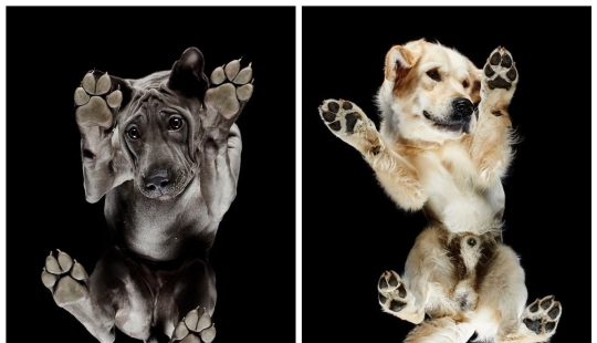 Underdog - a photo project by Andrius Burba showed dogs from an unusual side Underdog - a photo project by Andrius Burba showed dogs from an unusual side