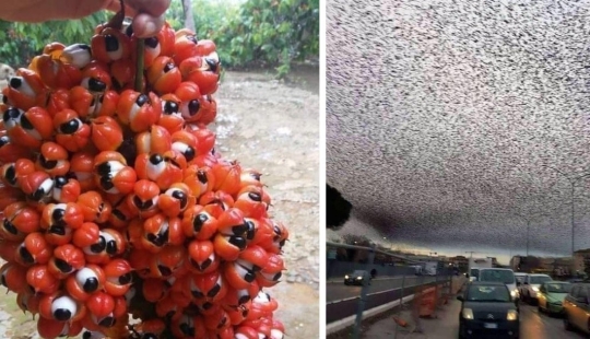 Up to goosebumps: 22 photos in which you see something terrible Up to goosebumps: 22 photos in which you see something terrible