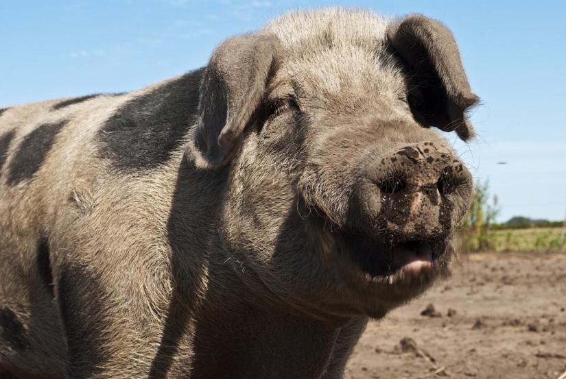 Valoración de los animales más inteligentes