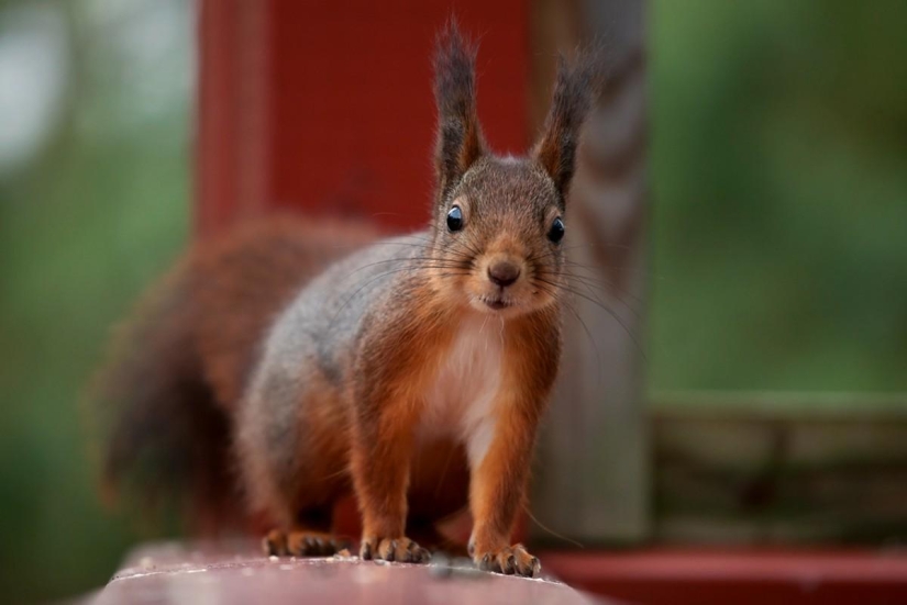 Valoración de los animales más inteligentes