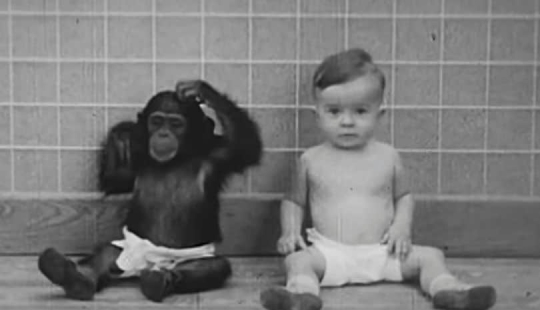 Víctima de la ciencia: cómo una pareja de psicólogos hizo de su hijo un sujeto de prueba en un experimento con un chimpancé Víctima de la ciencia: cómo una pareja de psicólogos hizo de su hijo un sujeto de prueba en un experimento con un chimpancé